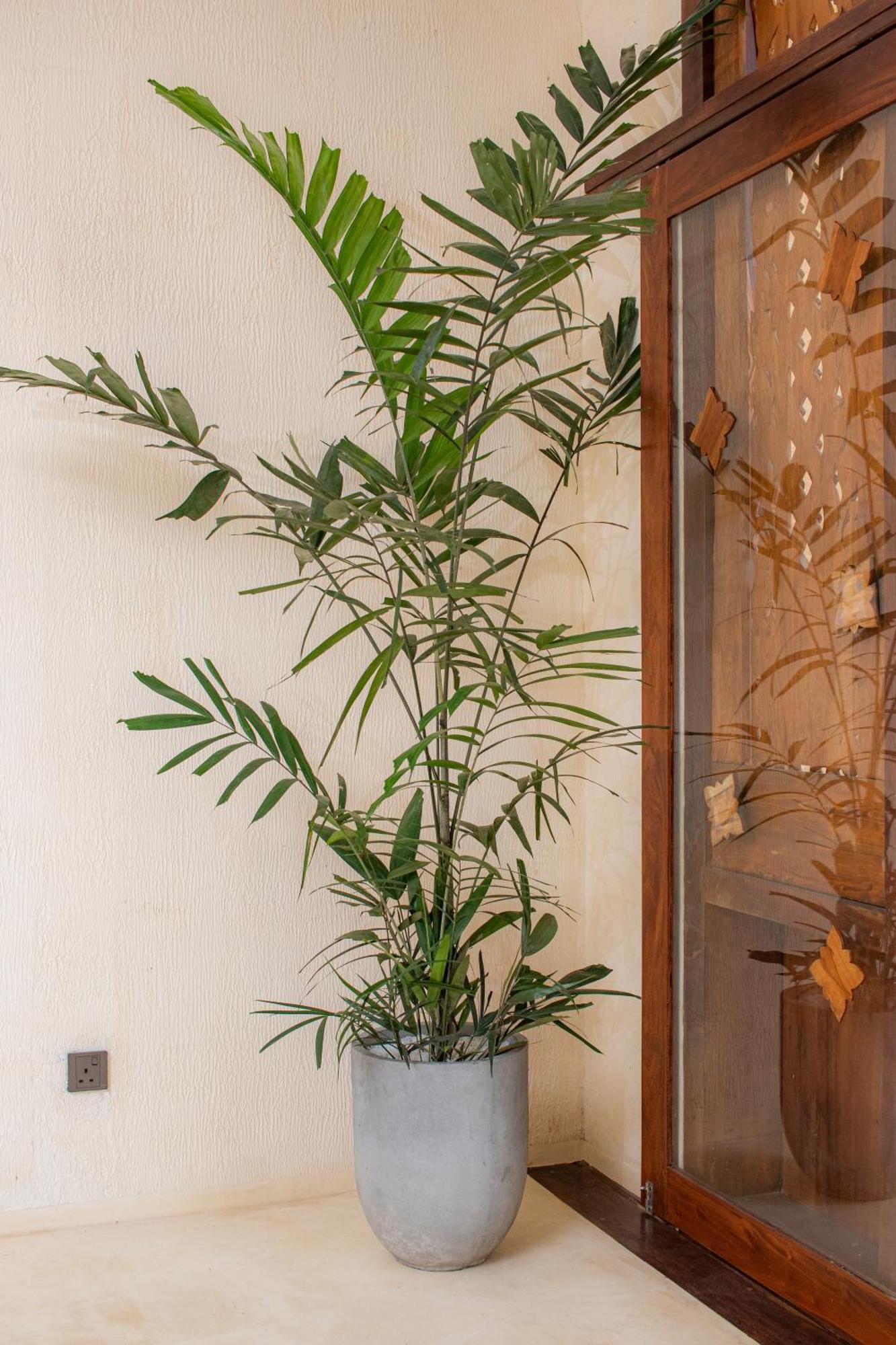 Spicepeek Boutique Hotel Cmb Airport Katunayaka Esterno foto